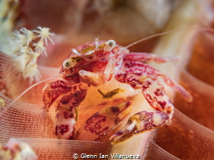 This is a photo of a porcelain crab on sea pen. Taken at ... by Glenn Ian Villanueva 
